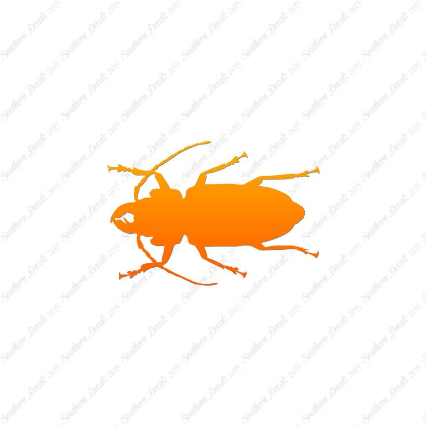 Soldier Borer Beetle