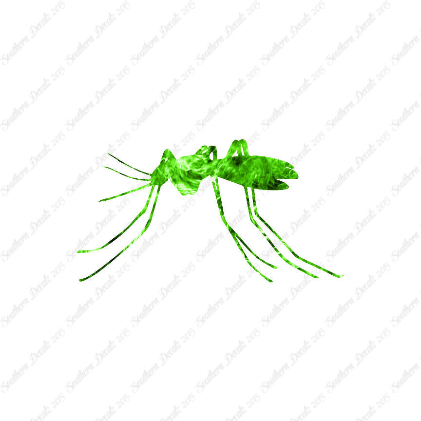 Mosquito Insect