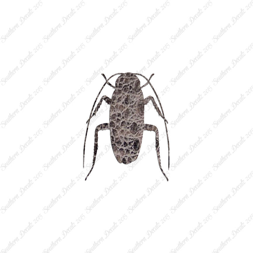 Water Beetle Cockroach