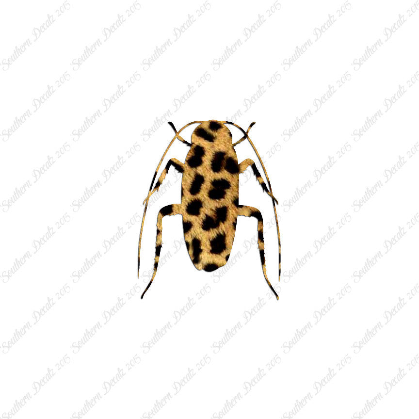 Water Beetle Cockroach