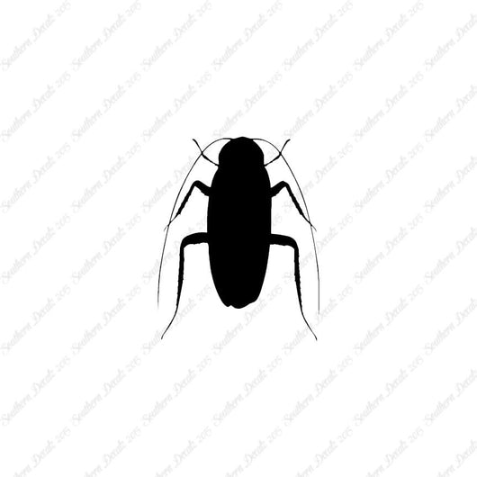 Water Beetle Cockroach