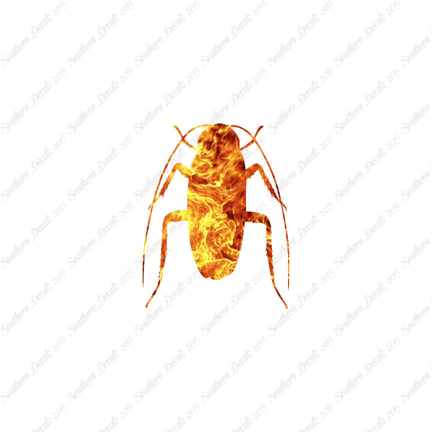 Water Beetle Cockroach