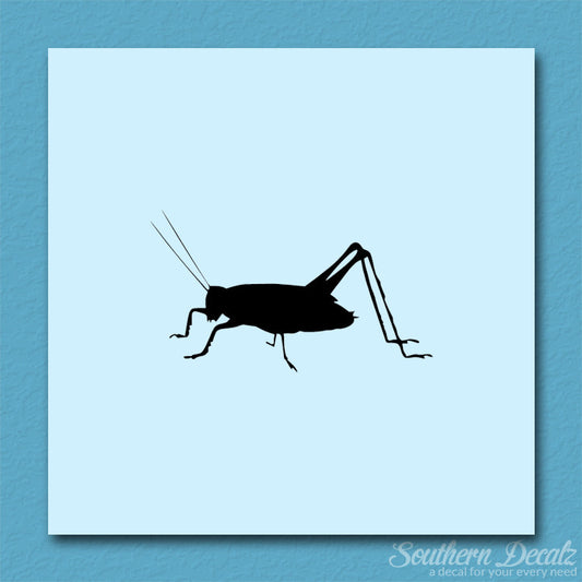 Cricket Insect