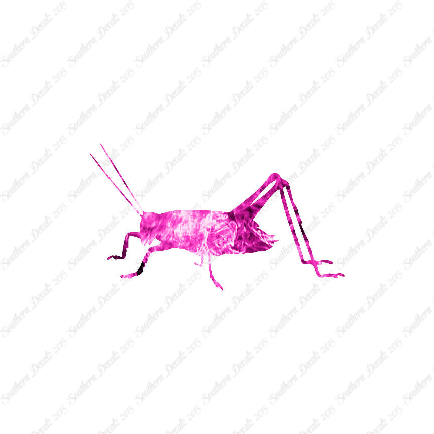 Cricket Insect