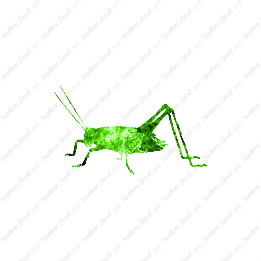 Cricket Insect