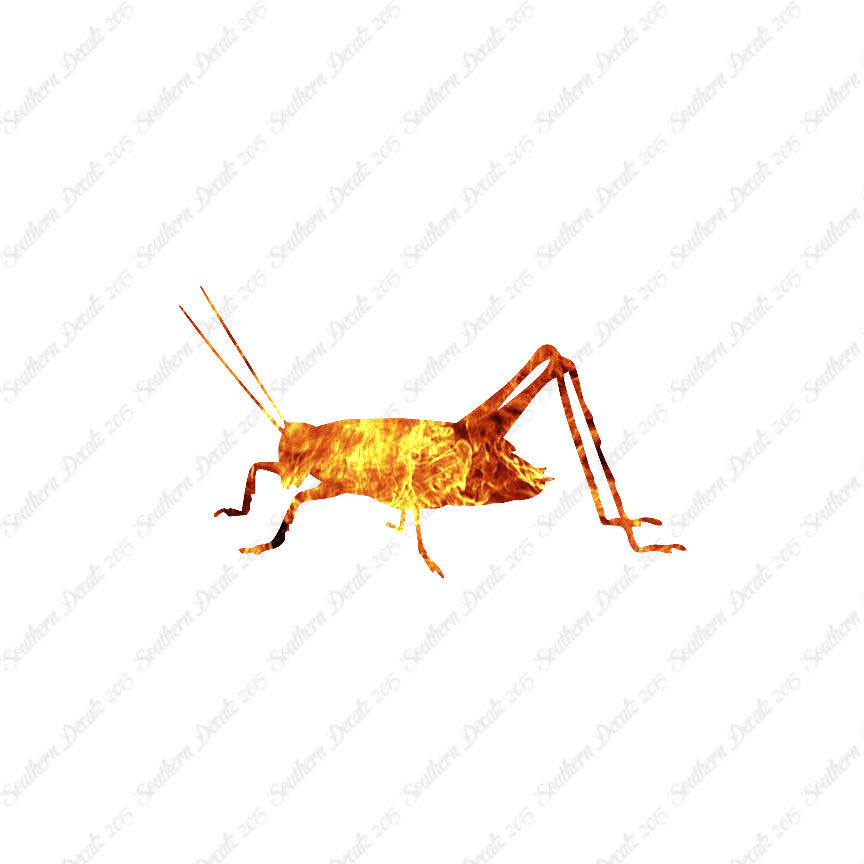 Cricket Insect