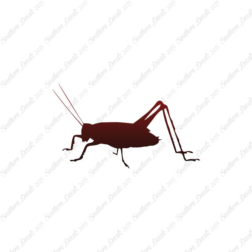 Cricket Insect