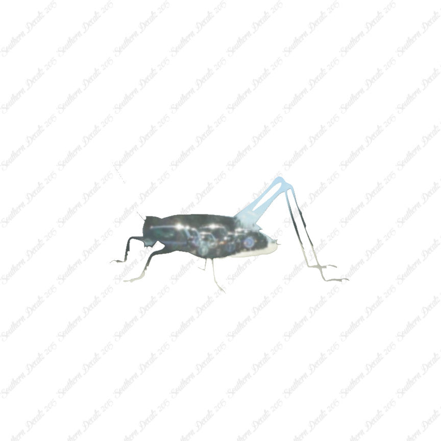 Cricket Insect