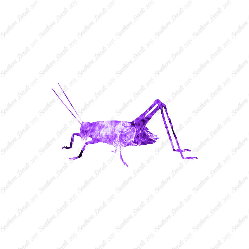 Cricket Insect