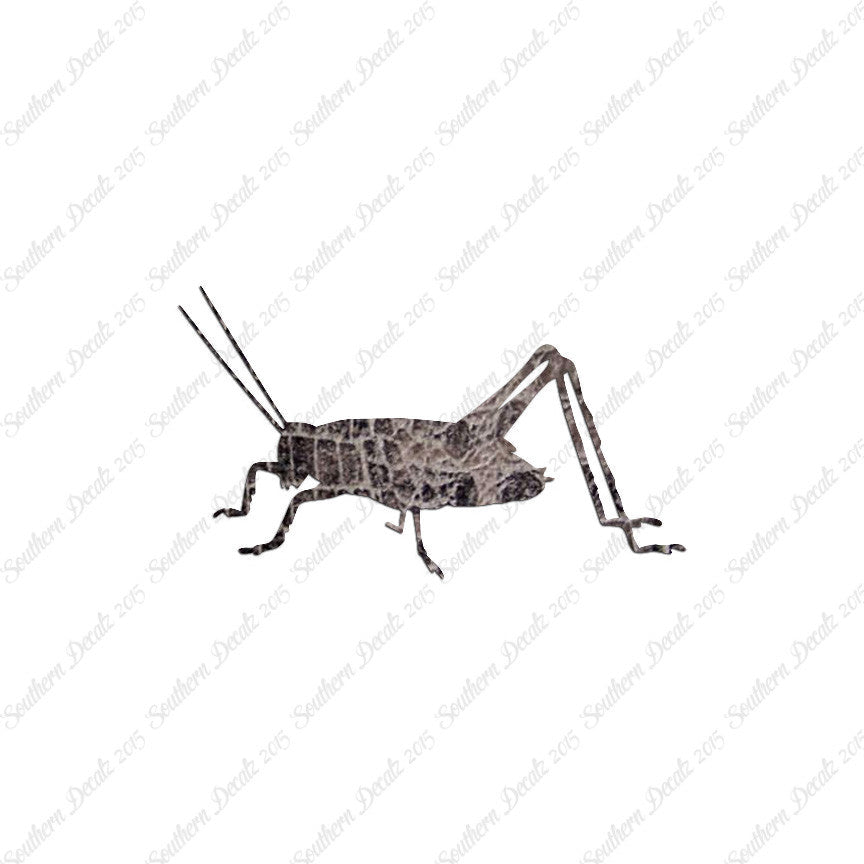 Cricket Insect