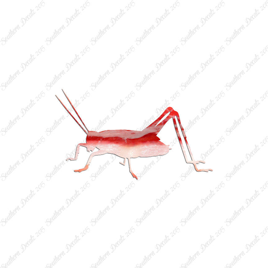 Cricket Insect