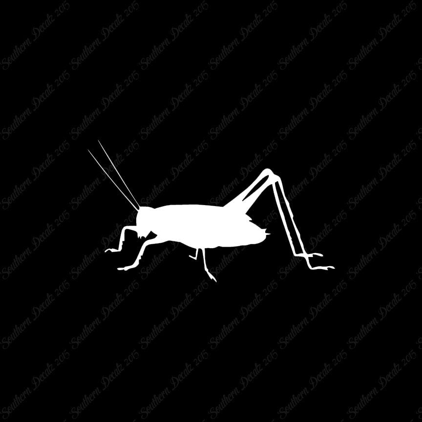 Cricket Insect