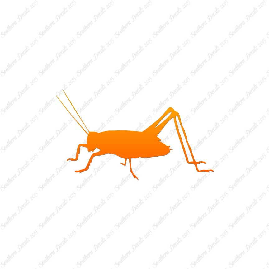 Cricket Insect