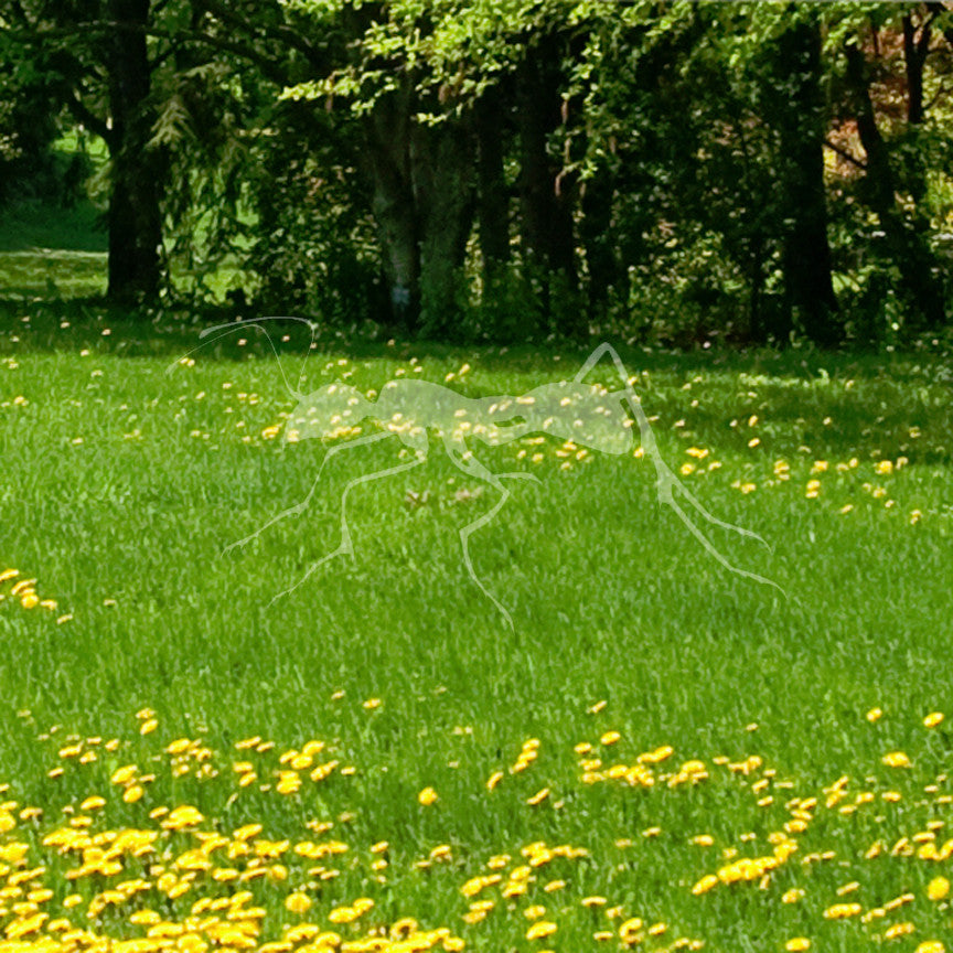 Ant Insect