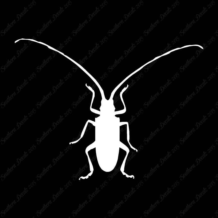 Longhorn Beetle