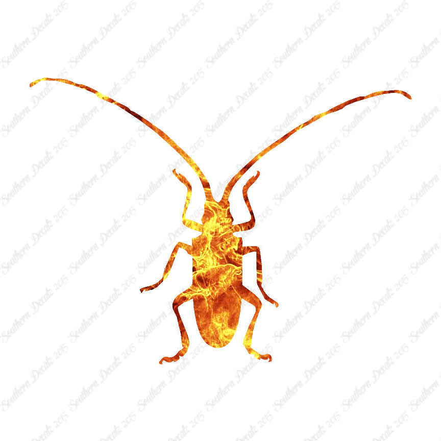 Longhorn Beetle