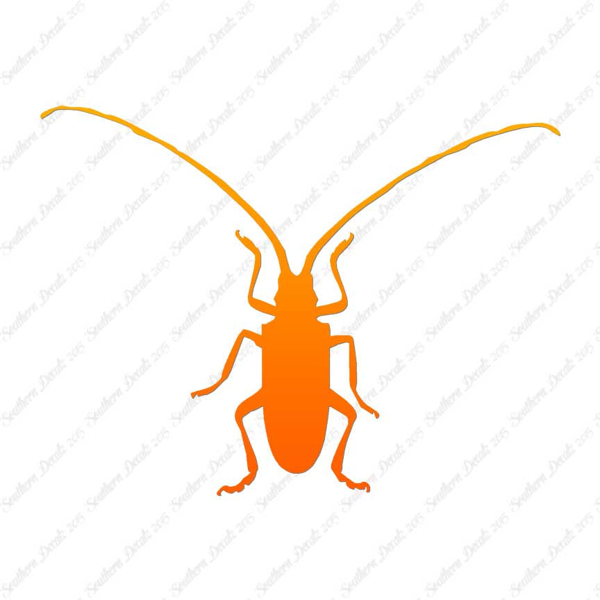 Longhorn Beetle
