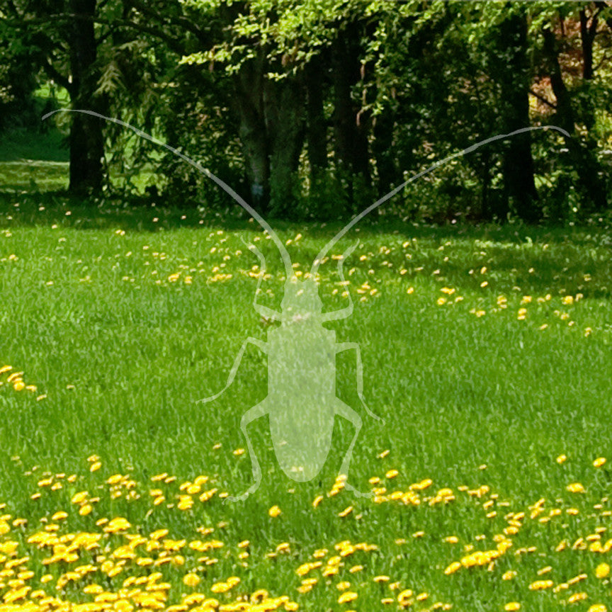Longhorn Beetle