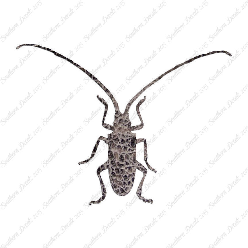 Longhorn Beetle