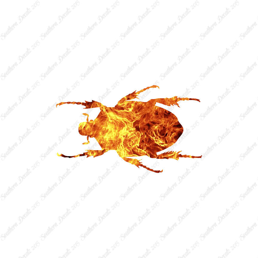 Black House Beetle