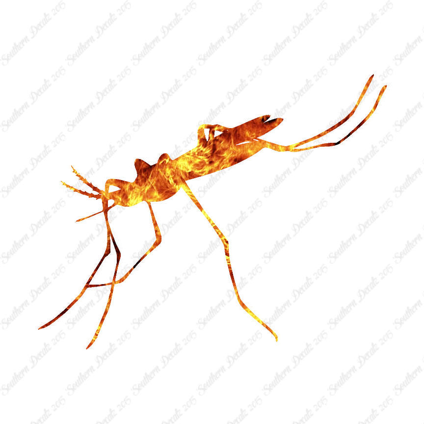 Mosquito Hawk Insect