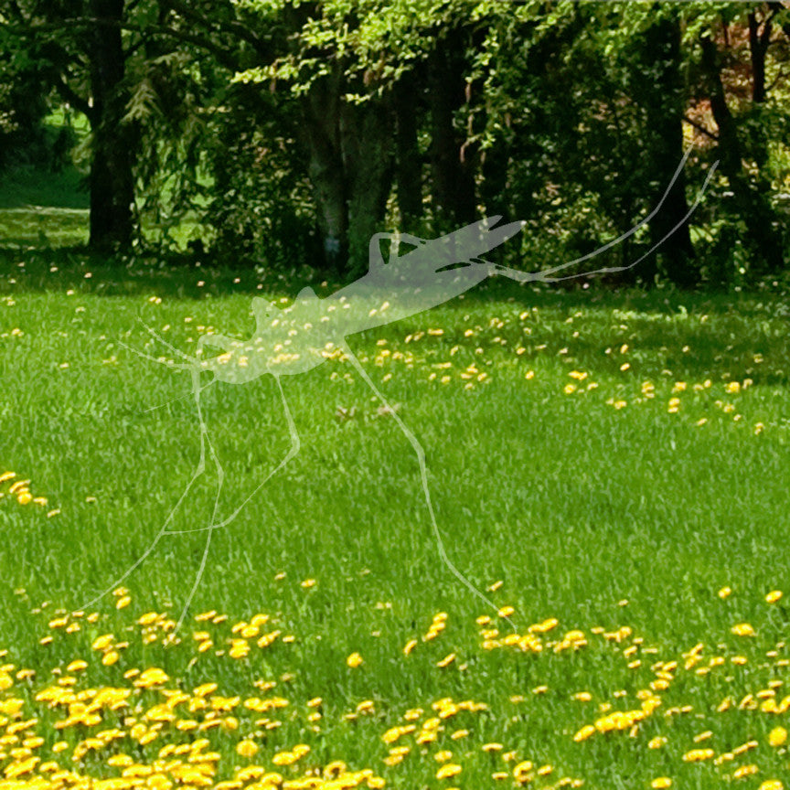 Mosquito Hawk Insect