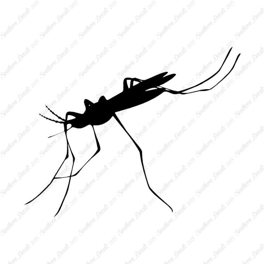 Mosquito Hawk Insect