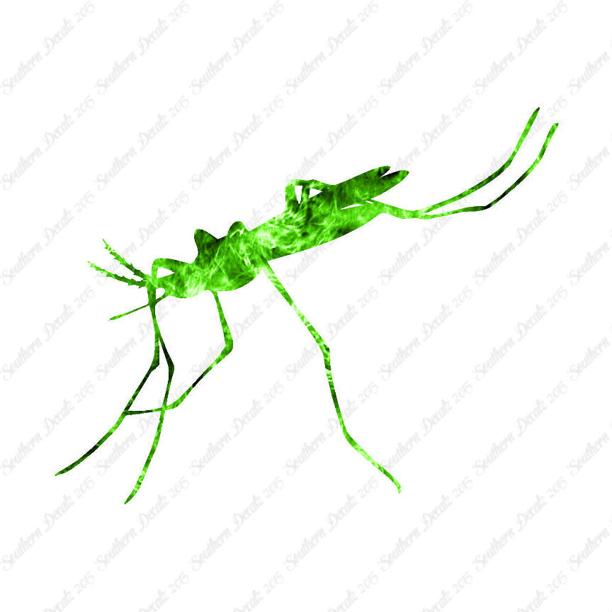 Mosquito Hawk Insect