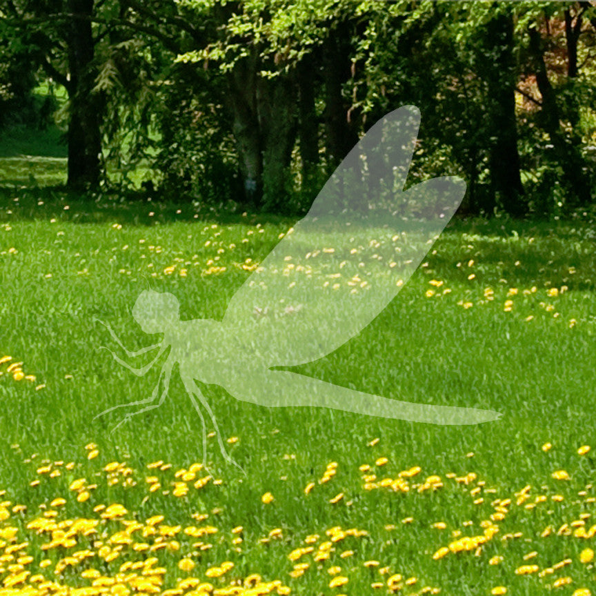 Dragonfly Damselfly