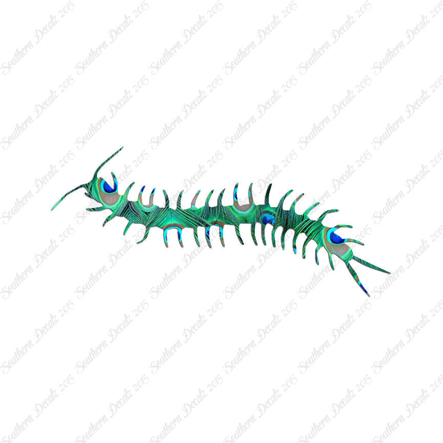 Centipede Millipede Insect