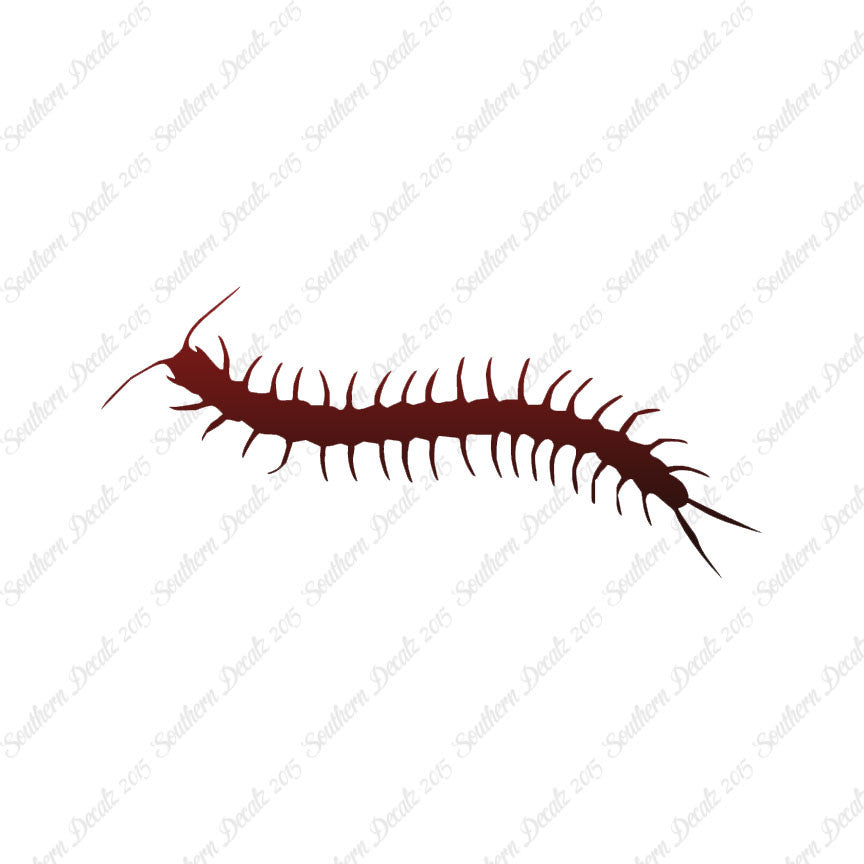 Centipede Millipede Insect