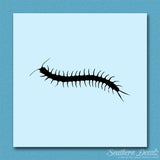 Centipede Millipede Insect