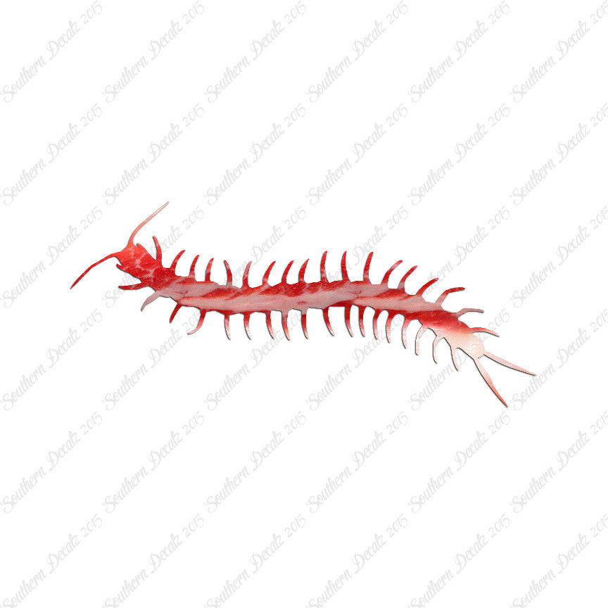 Centipede Millipede Insect