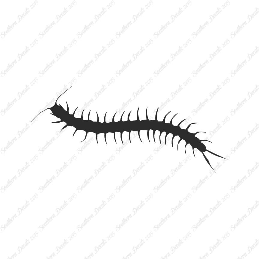 Centipede Millipede Insect