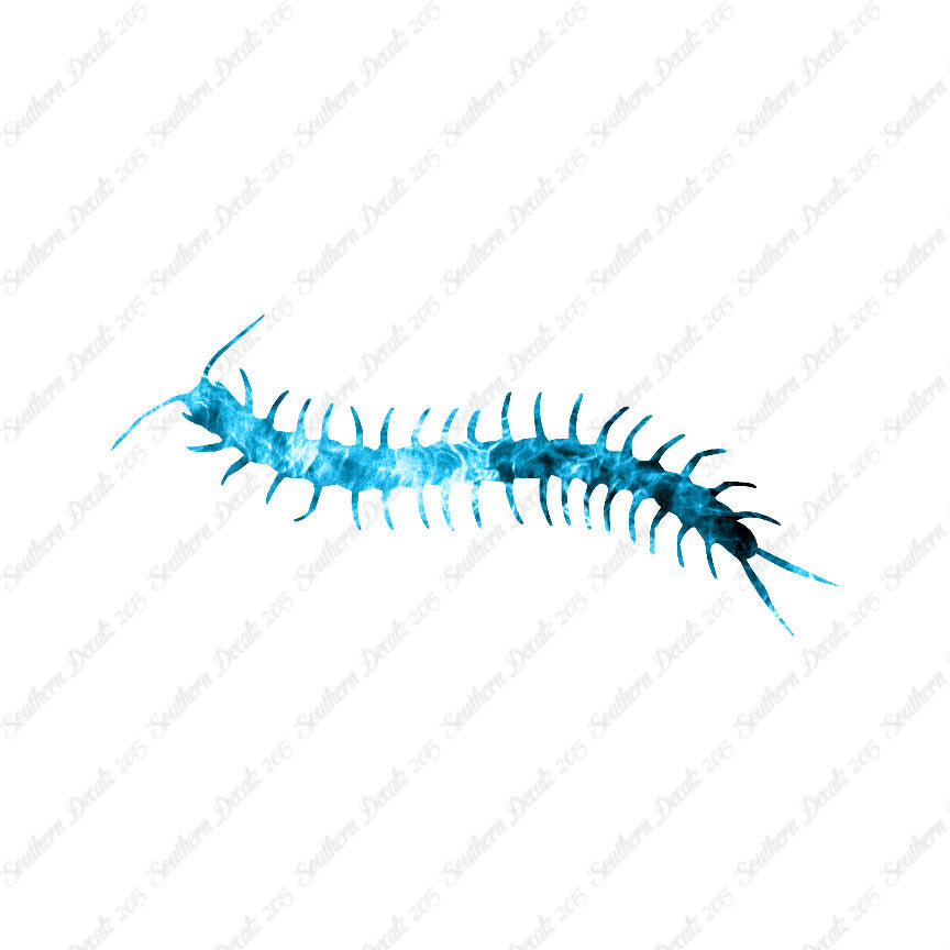Centipede Millipede Insect