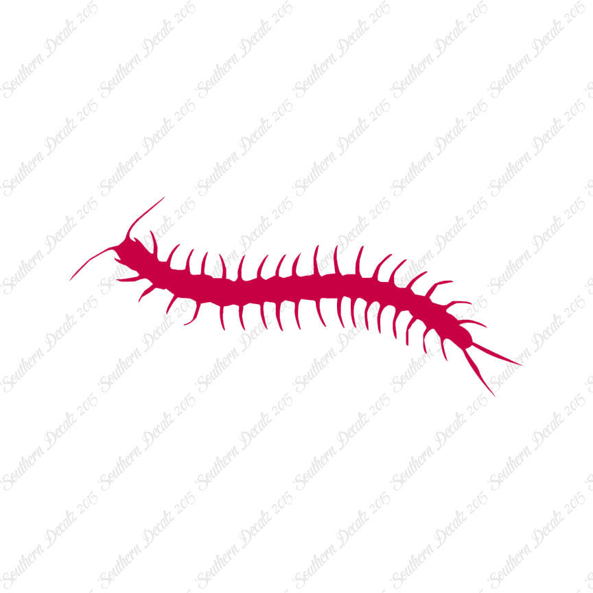 Centipede Millipede Insect