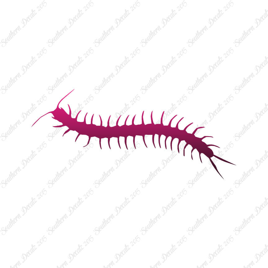 Centipede Millipede Insect