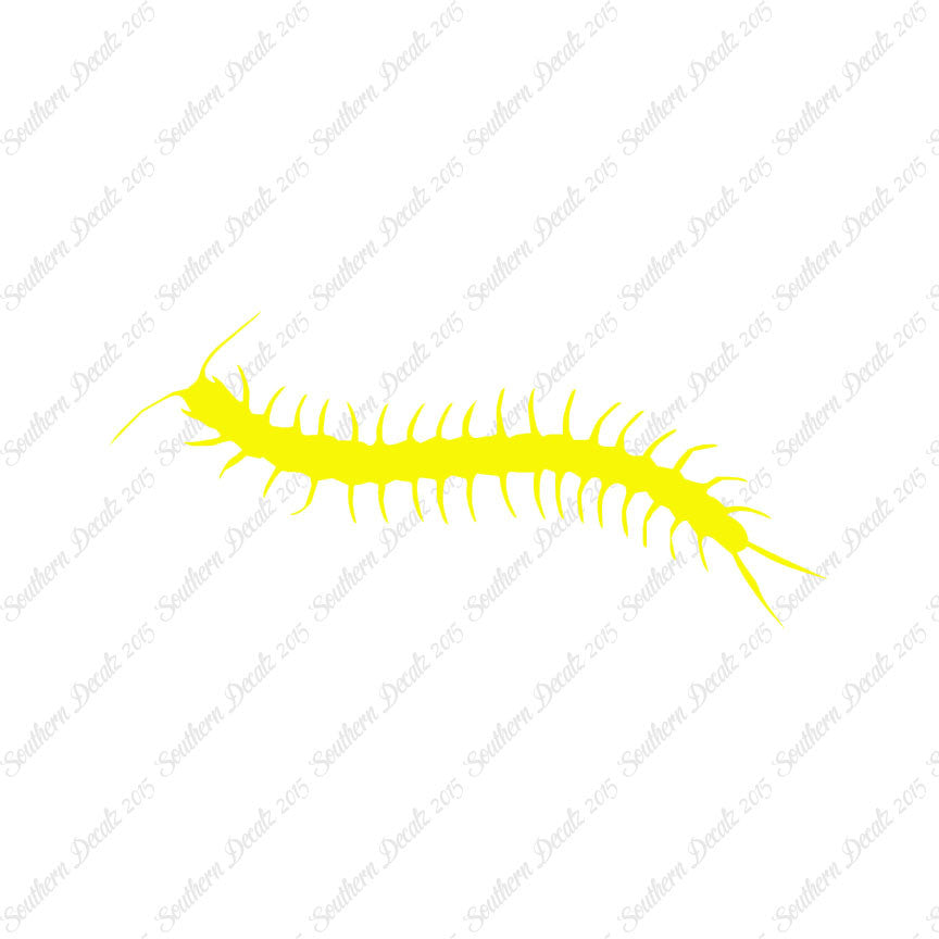 Centipede Millipede Insect