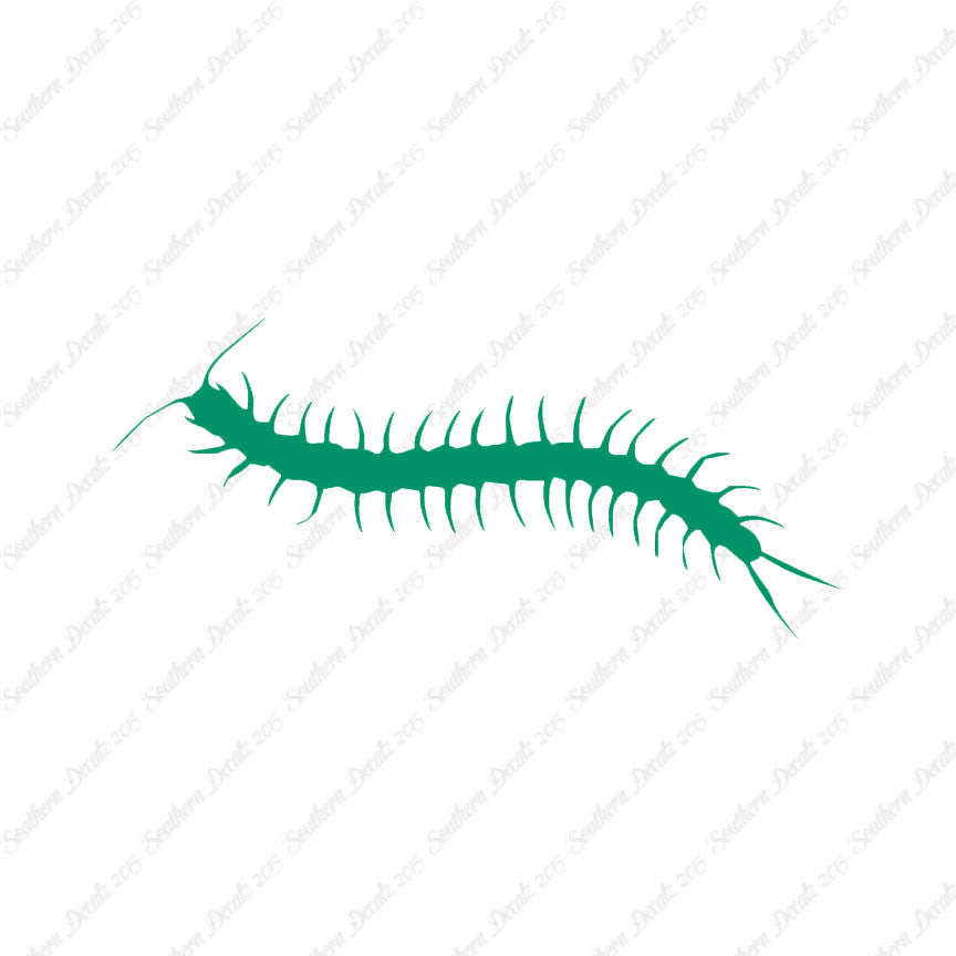 Centipede Millipede Insect