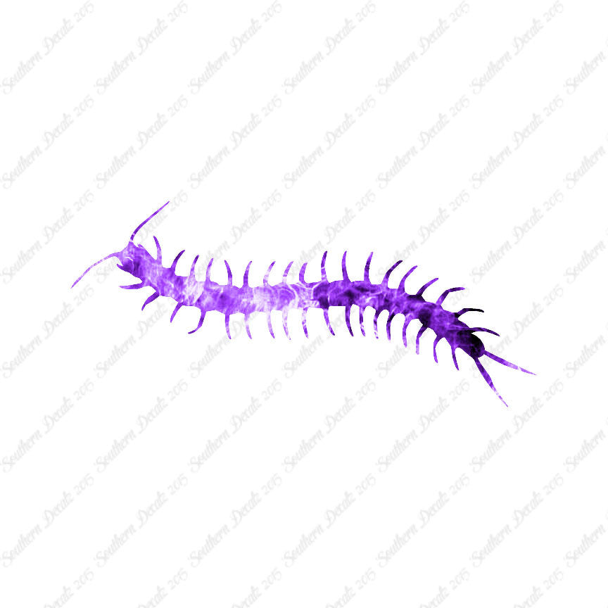 Centipede Millipede Insect