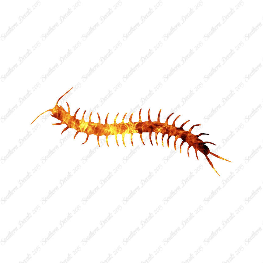 Centipede Millipede Insect
