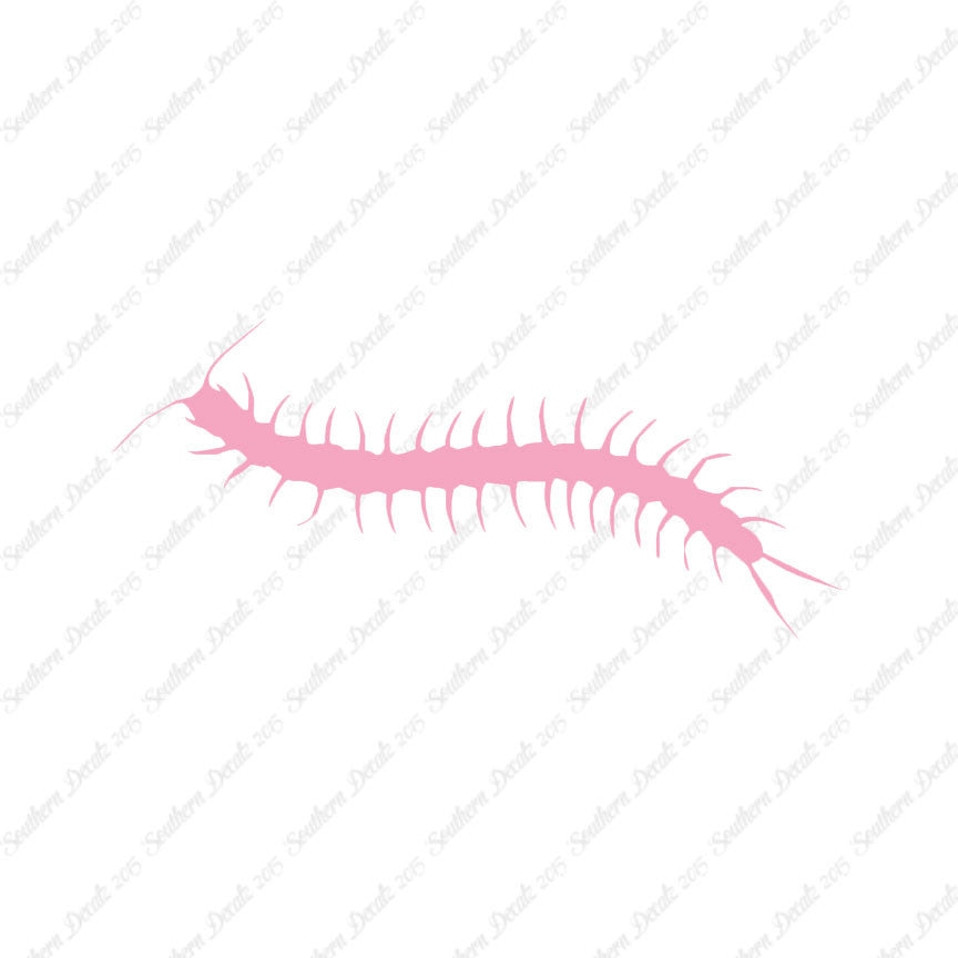 Centipede Millipede Insect