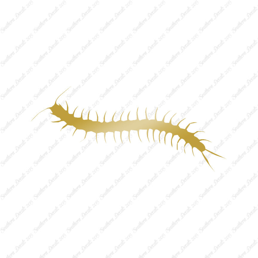 Centipede Millipede Insect