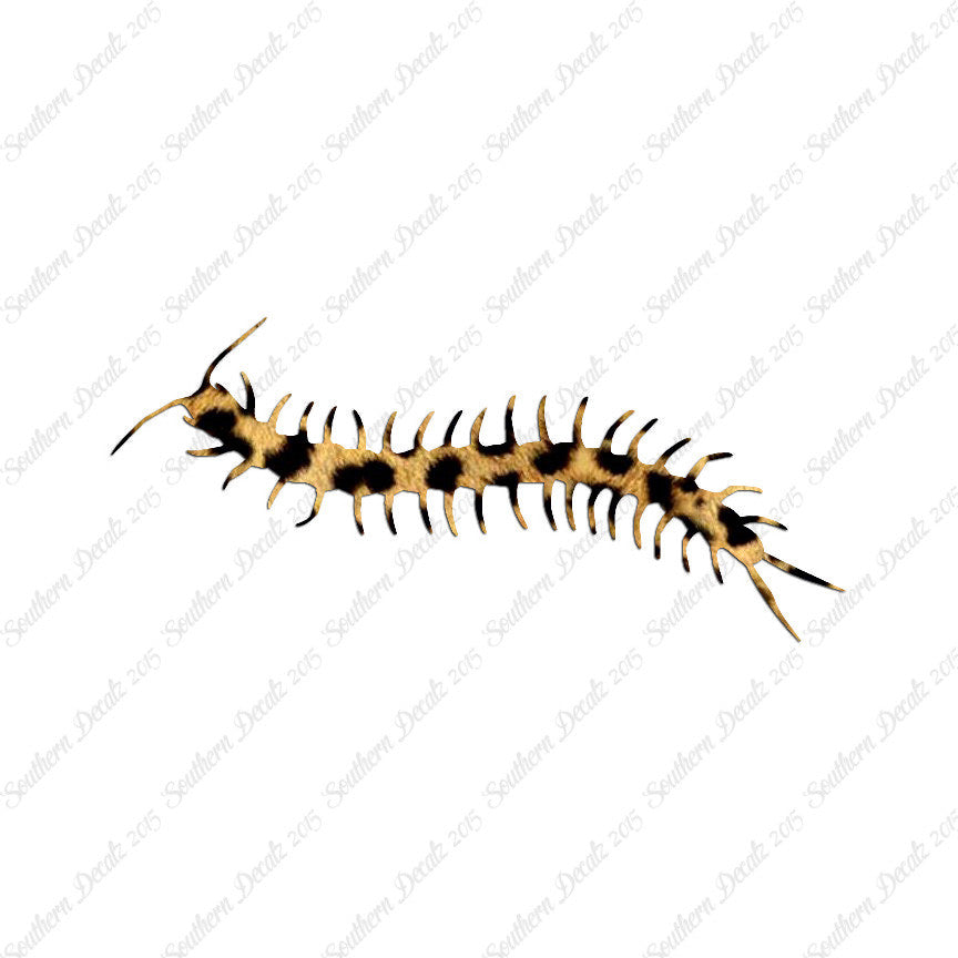 Centipede Millipede Insect