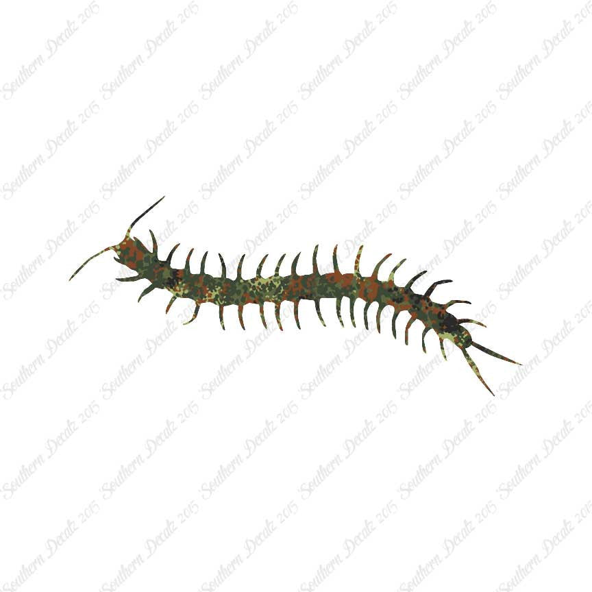 Centipede Millipede Insect