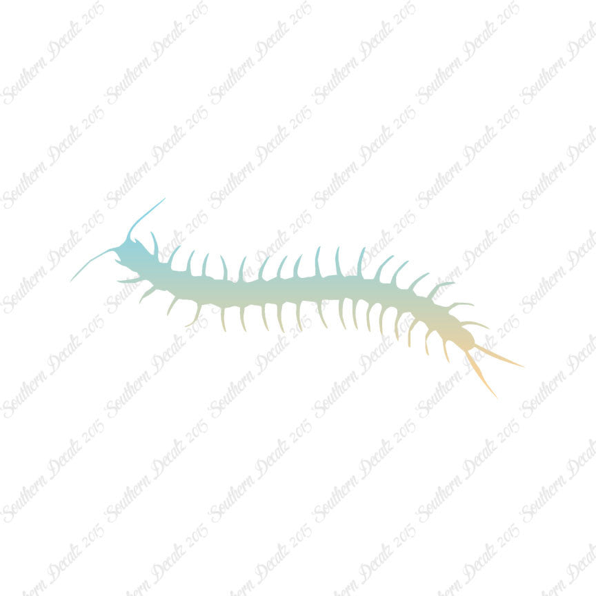 Centipede Millipede Insect