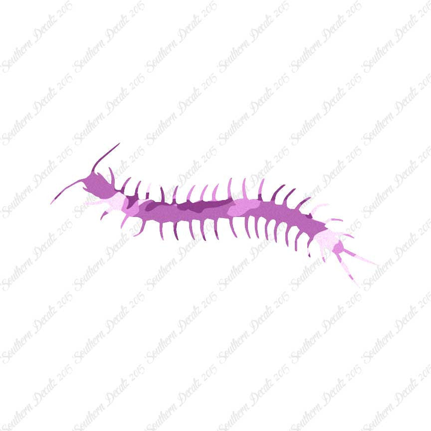 Centipede Millipede Insect
