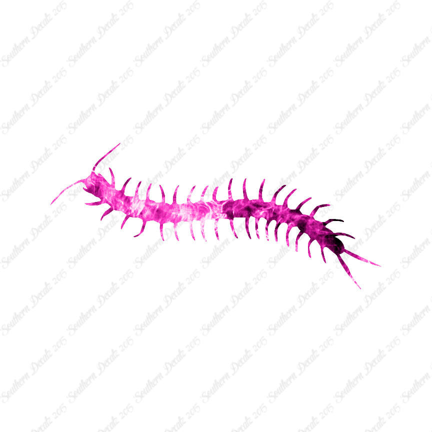 Centipede Millipede Insect