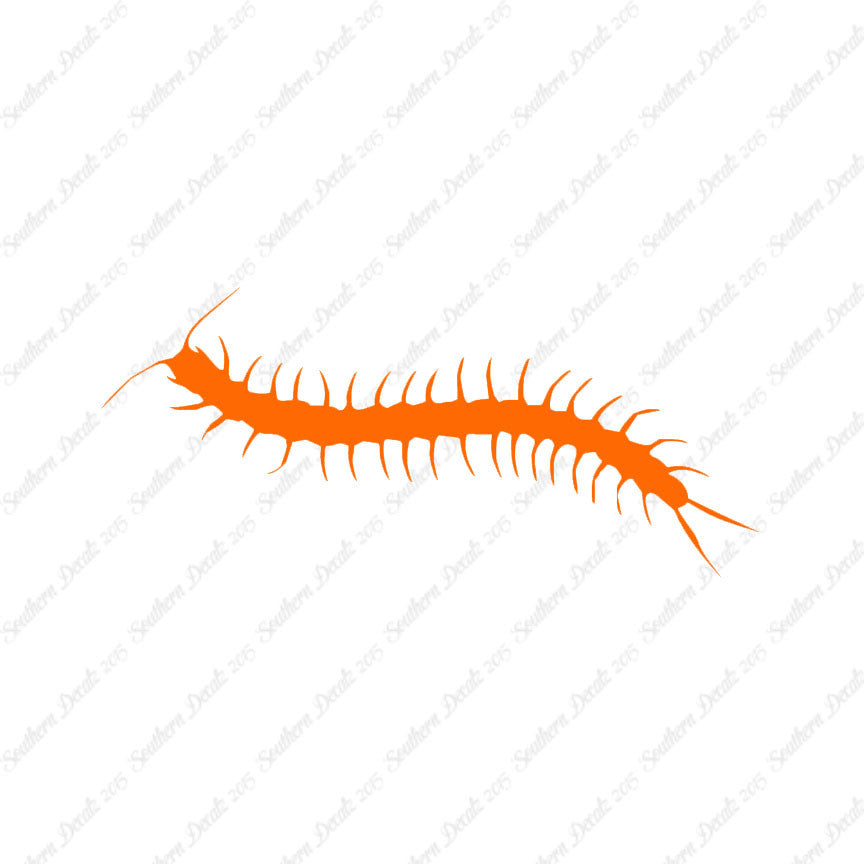Centipede Millipede Insect
