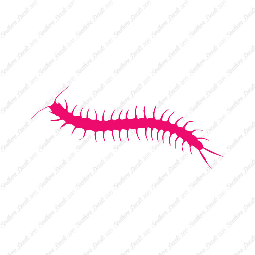 Centipede Millipede Insect